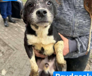 OTOZ Animals poszukuje domów dla psów