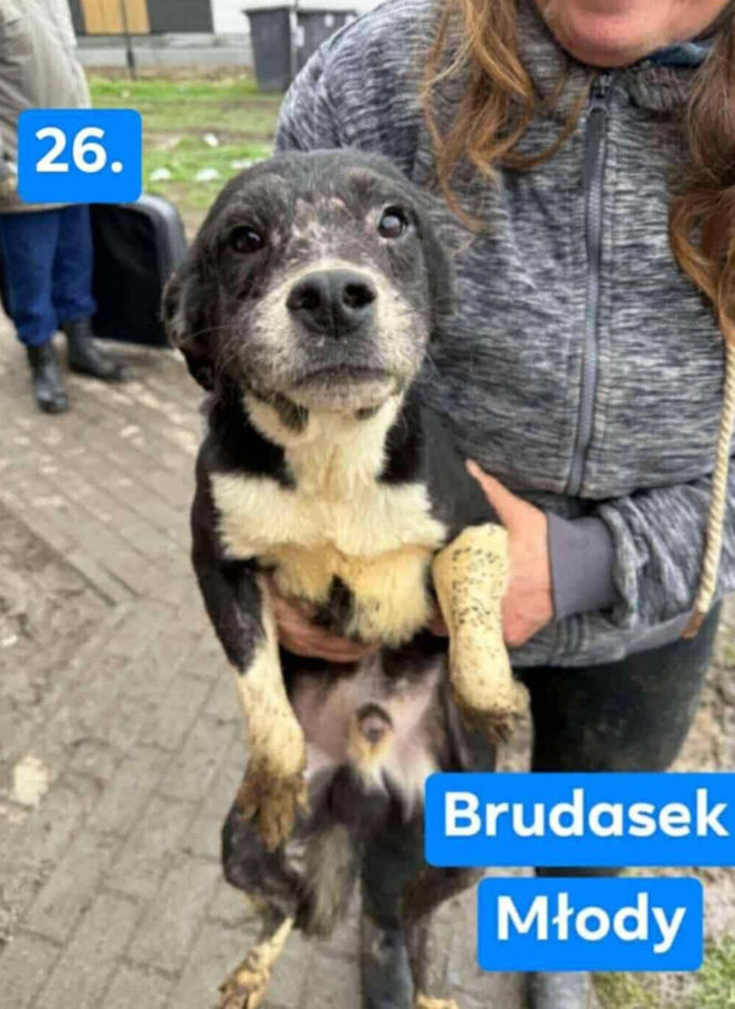 OTOZ Animals poszukuje domów dla psów