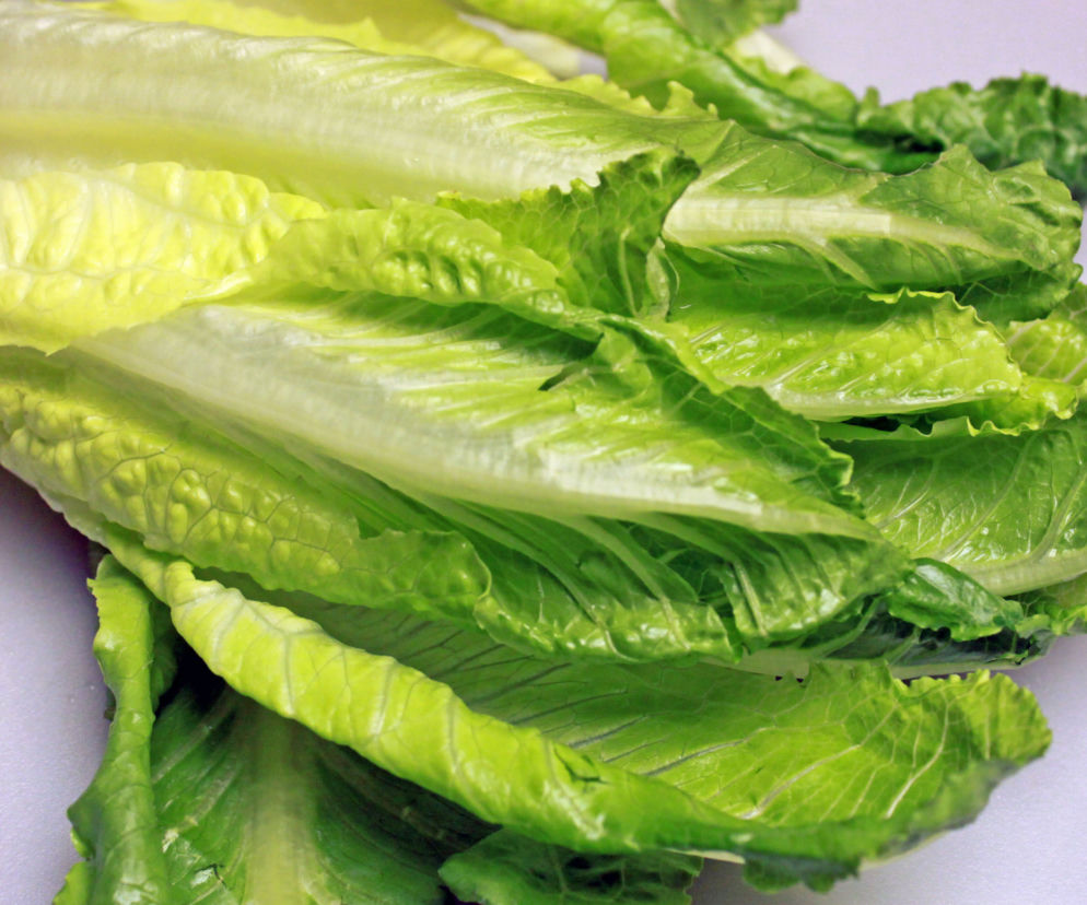 sałata, bakteria e.coli