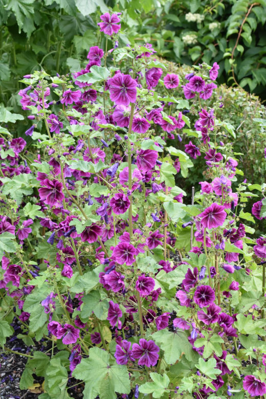 Malwa różowa (Alcea rosea)
