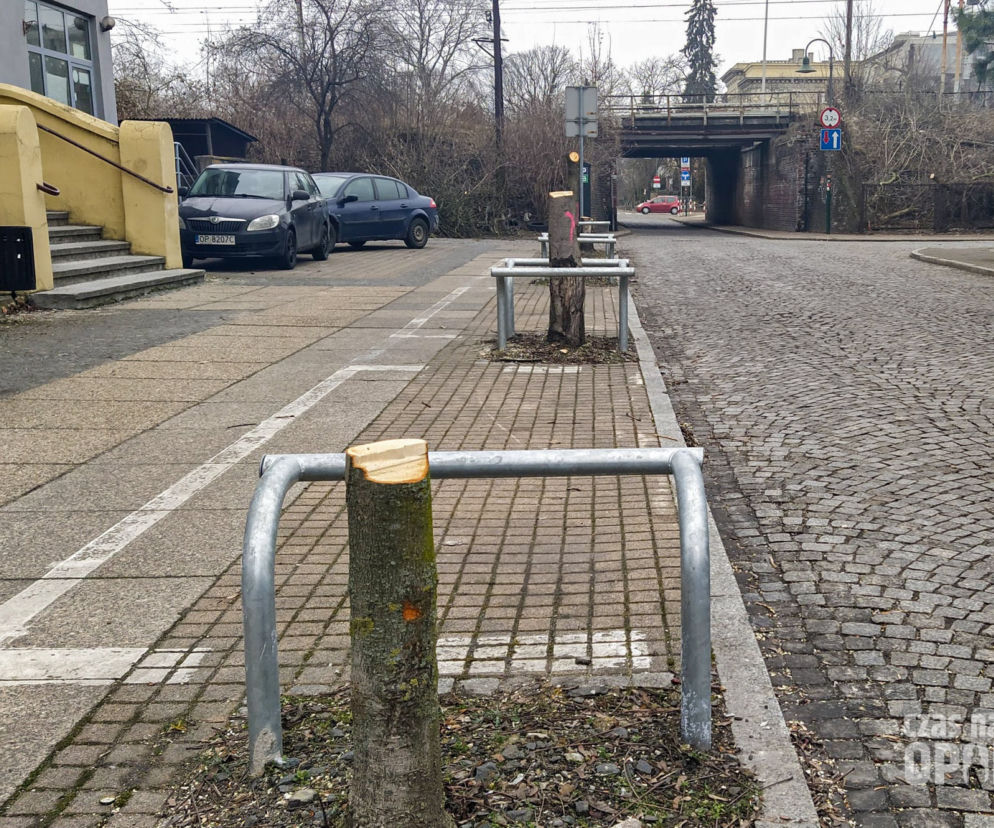 Wycinka drzew na Pasiece w Opolu