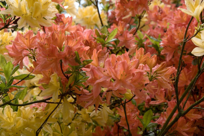 Jeszcze we wrześniu zrób to z rododendronem w ogrodzie. Wzmocnisz go lepiej niż nawóz, a wiosną wystrzeli pąkami. Pielęgnacja rododendrona po przekwitnięciu