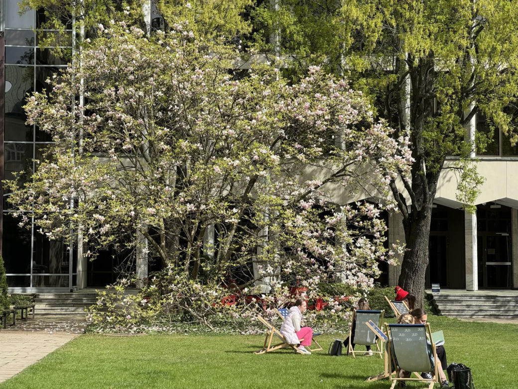 magnolie na KUL-u