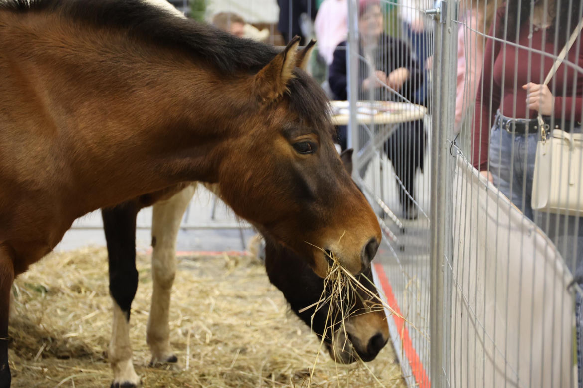 Zoopark 2024 w Lublinie. Można podziwiać wiele gatunków zwierząt