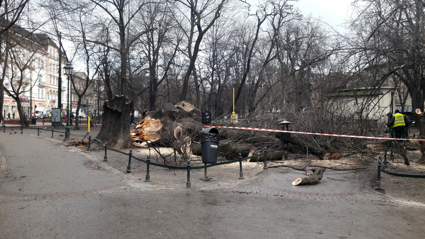 Ogromne drzewo powalone na Plantach [ZDJĘCIA]