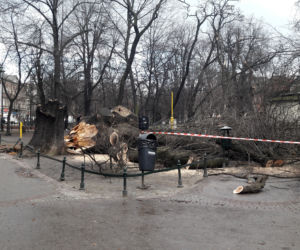 Ogromne drzewo powalone na Plantach [ZDJĘCIA]