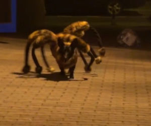 WARDĘGA STRASZY LUDZI MONSTRUALNYM PAJĄKIEM