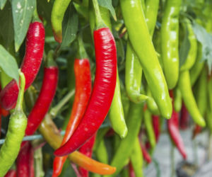 papryka chili