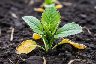 Ocena przezimowania rzepaku. Prosty test podpowie, czy warto inwestować w nawożenie