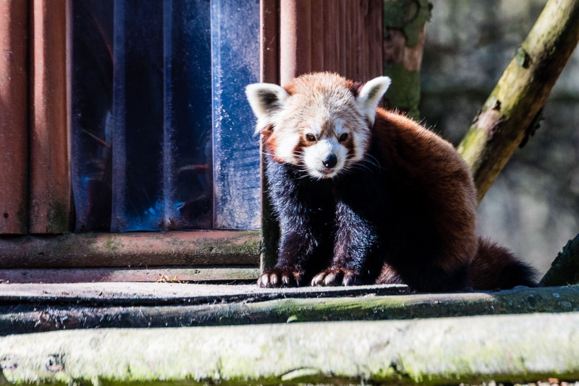Koronawirus w Trójmieście. Zwierzęta z zoo tęsknią za ludźmi