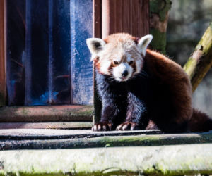 Koronawirus w Trójmieście. Zwierzęta z zoo tęsknią za ludźmi