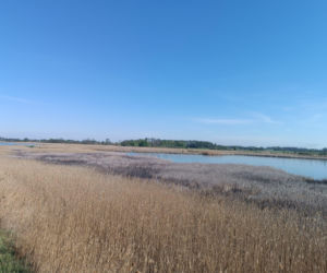 Pożar trzcinowisk pod Łukowem