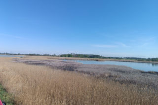 Pożar trzcinowisk pod Łukowem