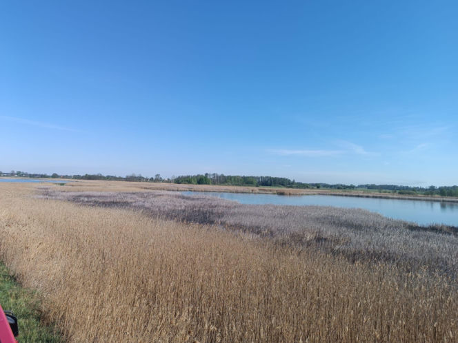 Pożar trzcinowisk pod Łukowem