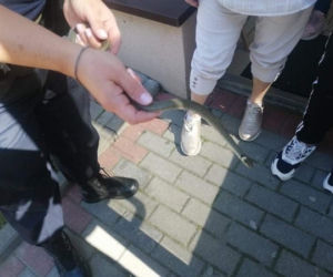 Płock. Między dokumentami znaleźli węża! Przyjedźcie natychmiast [ZDJĘCIA]