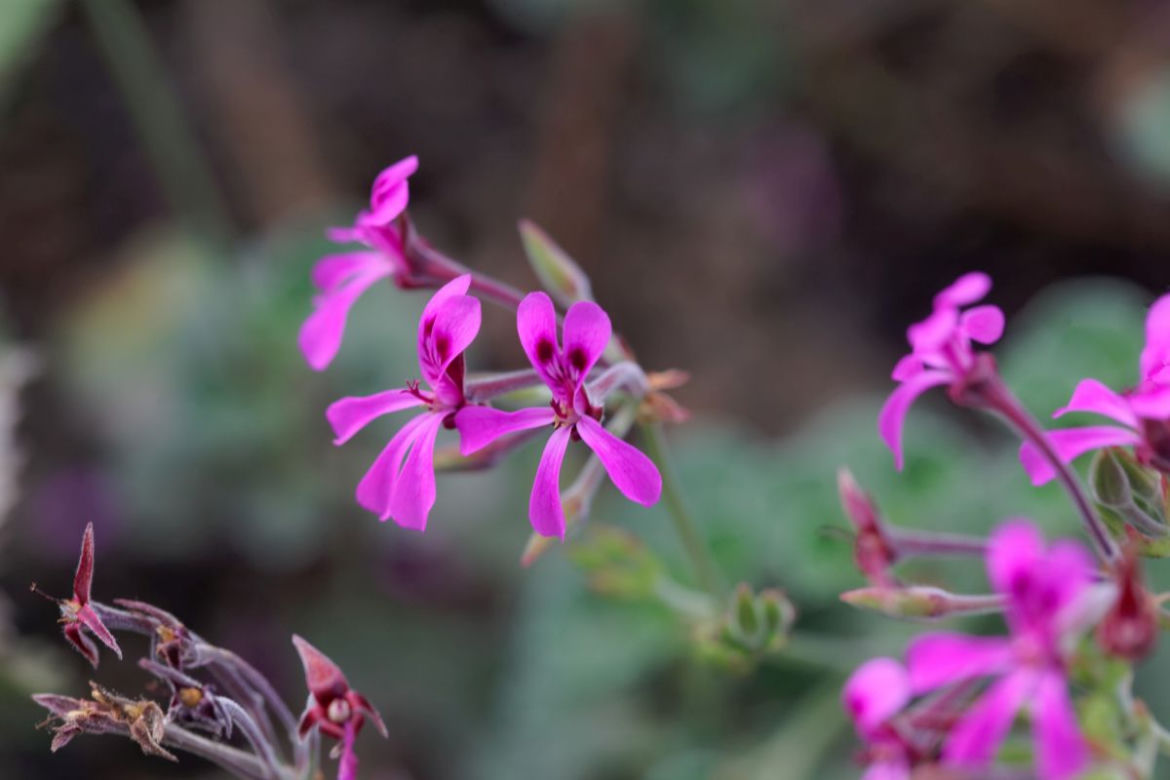 Pelargonia afrykańska