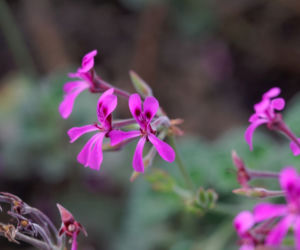 Pelargonia afrykańska