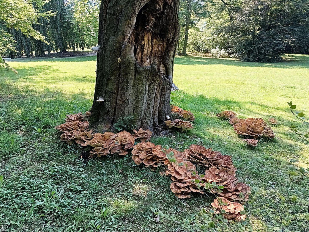 Grzyb gigant wyrósł w Parku Szczytnickim. Może ważyć nawet 50 kilogramów!