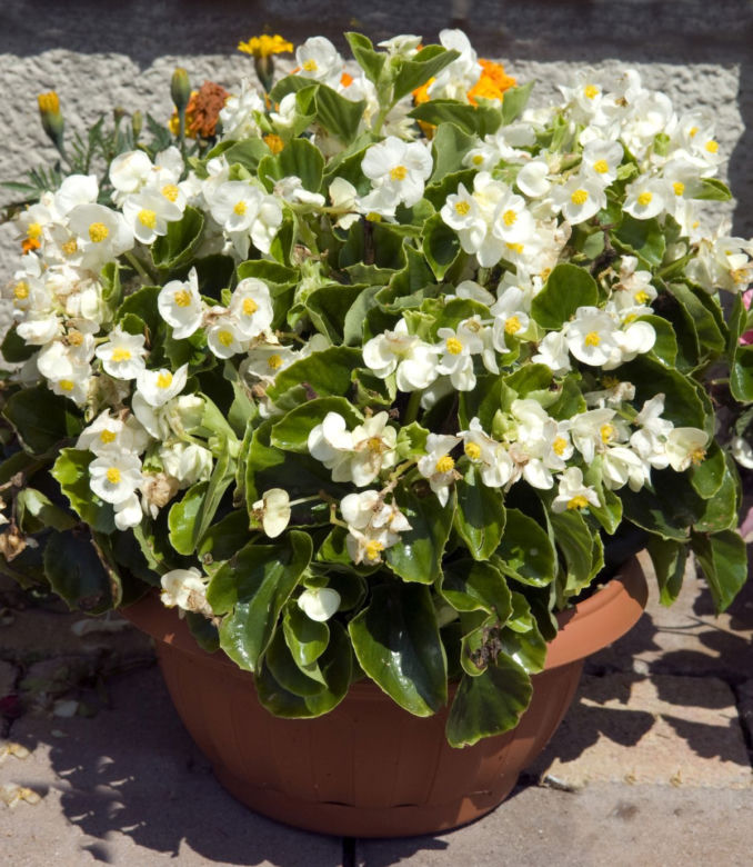 Begonia stale kwitnąca