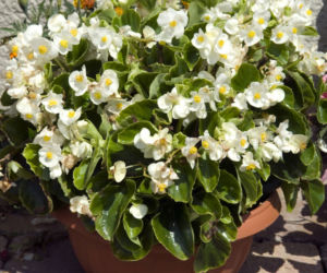 Begonia stale kwitnąca