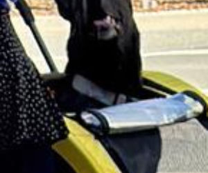 Tak Damięcka dba o psa