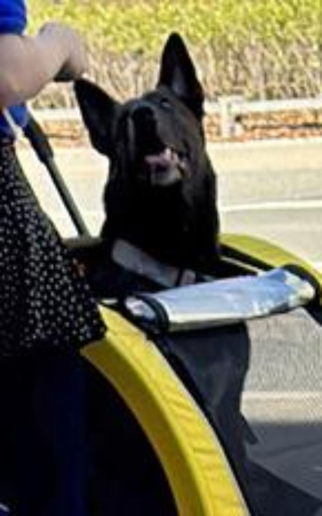 Tak Damięcka dba o psa