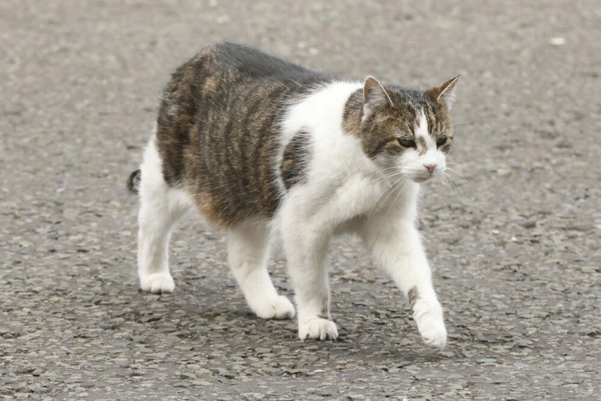 Oto Larry. Chief Mouser to the Gabinet Office