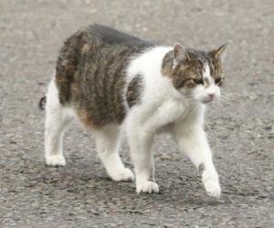 Oto Larry. Chief Mouser to the Gabinet Office