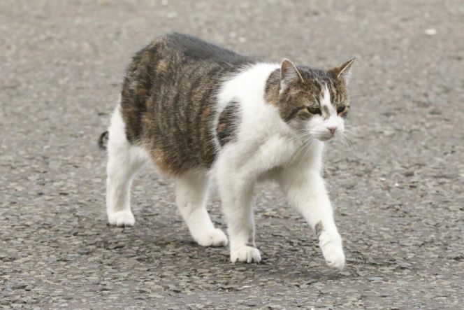 Oto Larry. Chief Mouser to the Gabinet Office