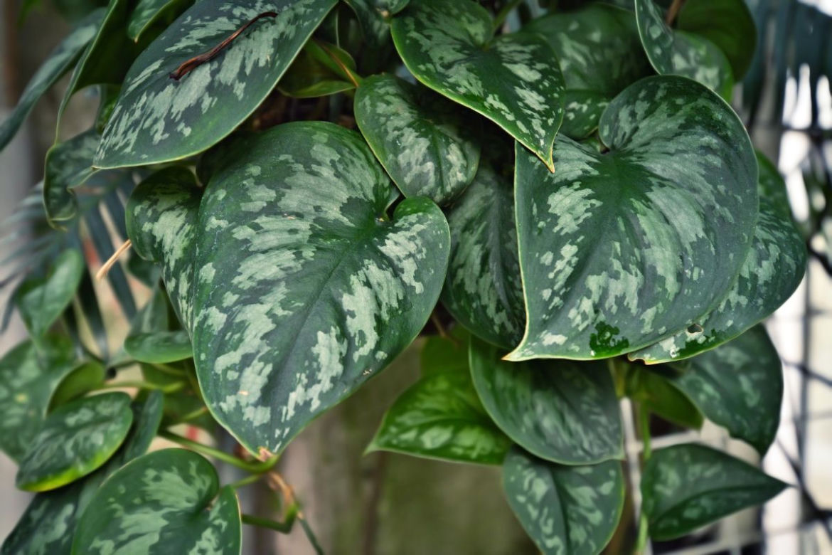 Scindapsus pstry