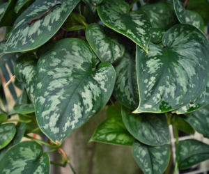 Scindapsus pstry