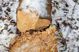 Nielegalna wycinka kilkuset drzew w obszarze Natura 2000