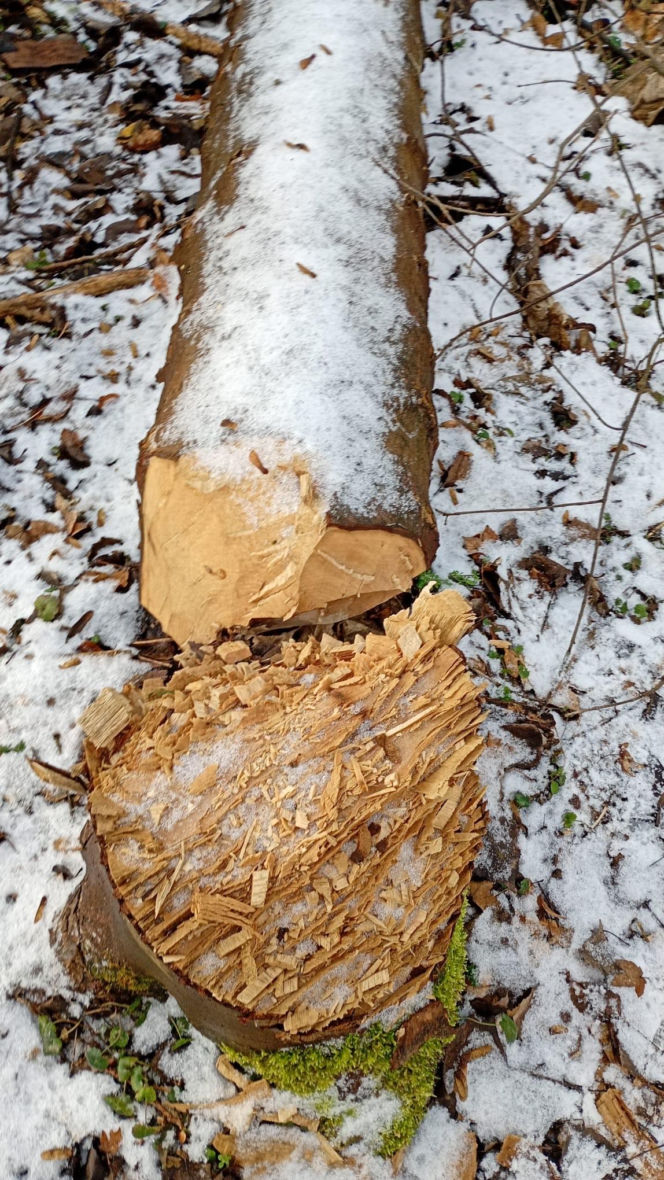 Nielegalna wycinka kilkuset drzew w obszarze Natura 2000