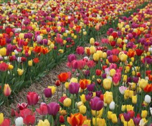 Tulipany na polach w Chrzypsku Wielkim