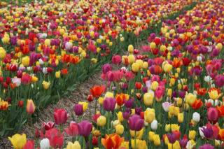 Pola tulipanów w Chrzypsku Wielkim: 500 odmian i unikalna watykańska perełka. Z wizytą na olbrzymiej plantacji tych zjawiskowych kwiatów