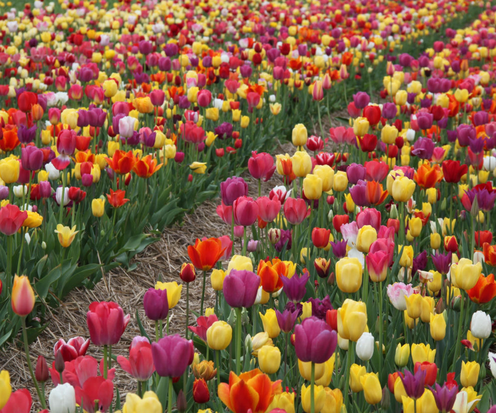 Tam, gdzie kwitnie zachwyt - tulipanowa kraina w Chrzypsku Wielkim