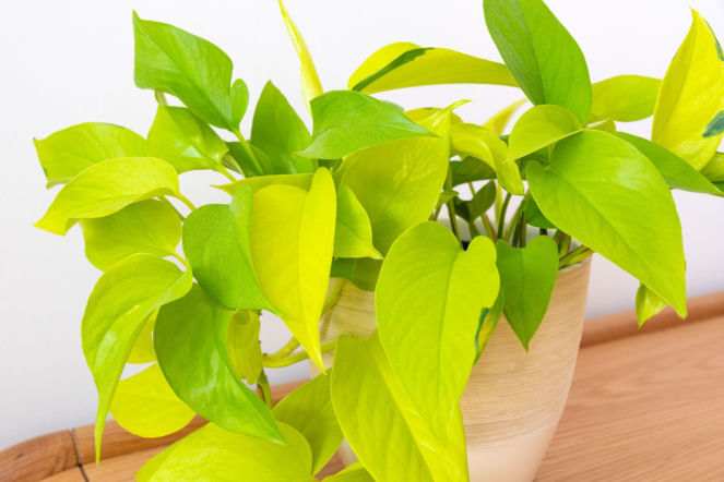 Epipremnum złociste 'Neon'