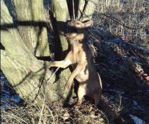 Pies powieszony na smyczy obok schroniska dla zwierząt w Wałbrzychu