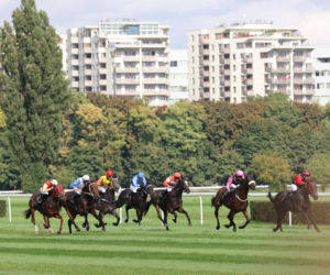 Koń uśpiony po wyścigu na Służewcu. Prokuratura wszczyna śledztwo w sprawie znęcania
