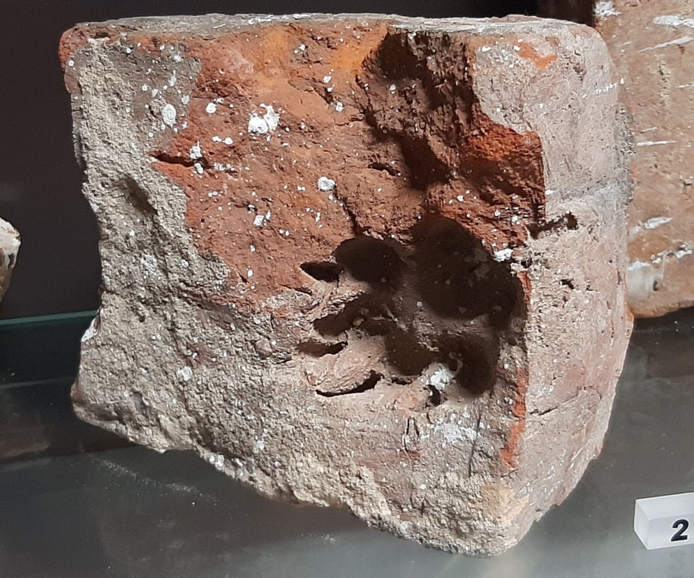 Płock. Odcisk łapy sprzed ok. 500 lat! Do jakiego zwierzęcia należał? [ZDJĘCIA]