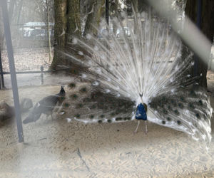 Jeden z najstarszych parków w Polsce budzi się do życia. Wiosna w Parku Saskim w Lublinie