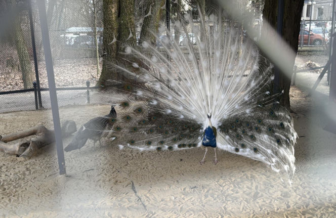 Jeden z najstarszych parków w Polsce budzi się do życia. Wiosna w Parku Saskim w Lublinie