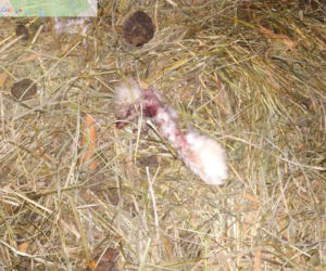 Martwe zwierzęta w warszawskim zoo?! Wykryto niewiarygodne nieprawidłowości