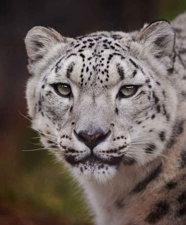 Szok w zoo. Pantera śnieżna padła na COVID. Jak to możliwe?