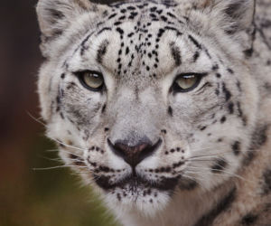 Szok w zoo. Pantera śnieżna padła na COVID. Jak to możliwe?