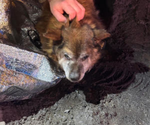 Ranny pies leżał na ulicy w Świdniku. Przerażająca teoria lokalnych mieszkańców