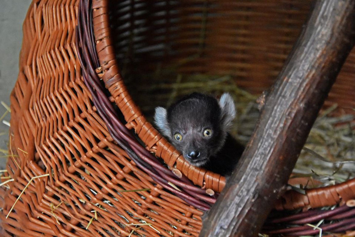 Najstarsza matka wśród lemurów