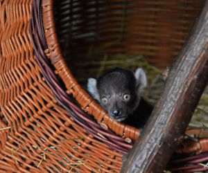 Najstarsza matka wśród lemurów