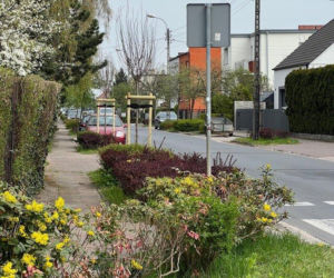 Więcej drzew w Lesznie