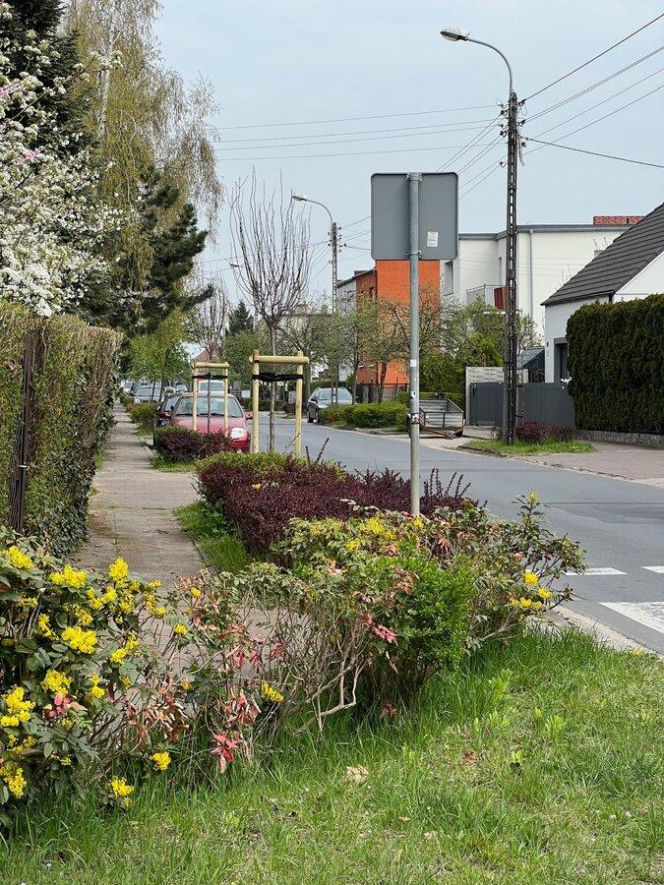 Więcej drzew w Lesznie